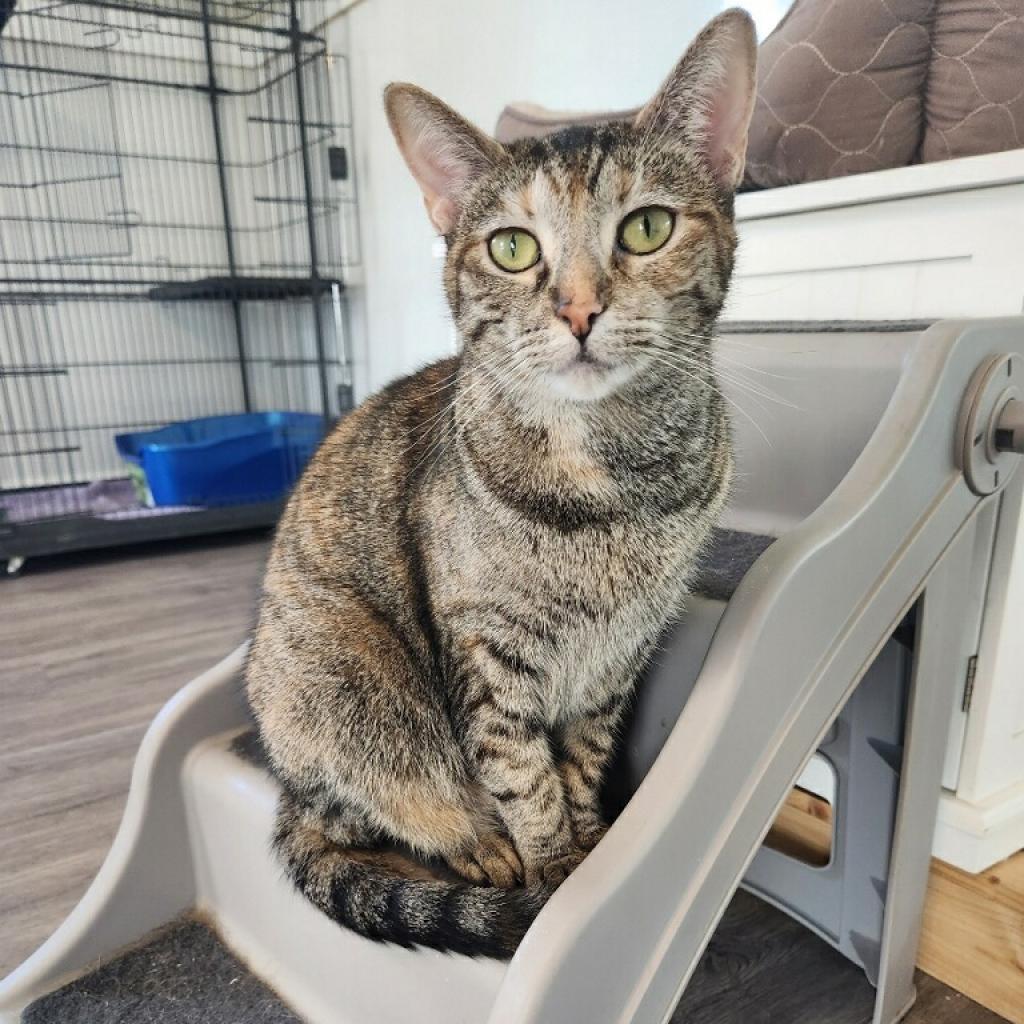 Charlotte, Adoptable, Senior Female Domestic Short Hair.