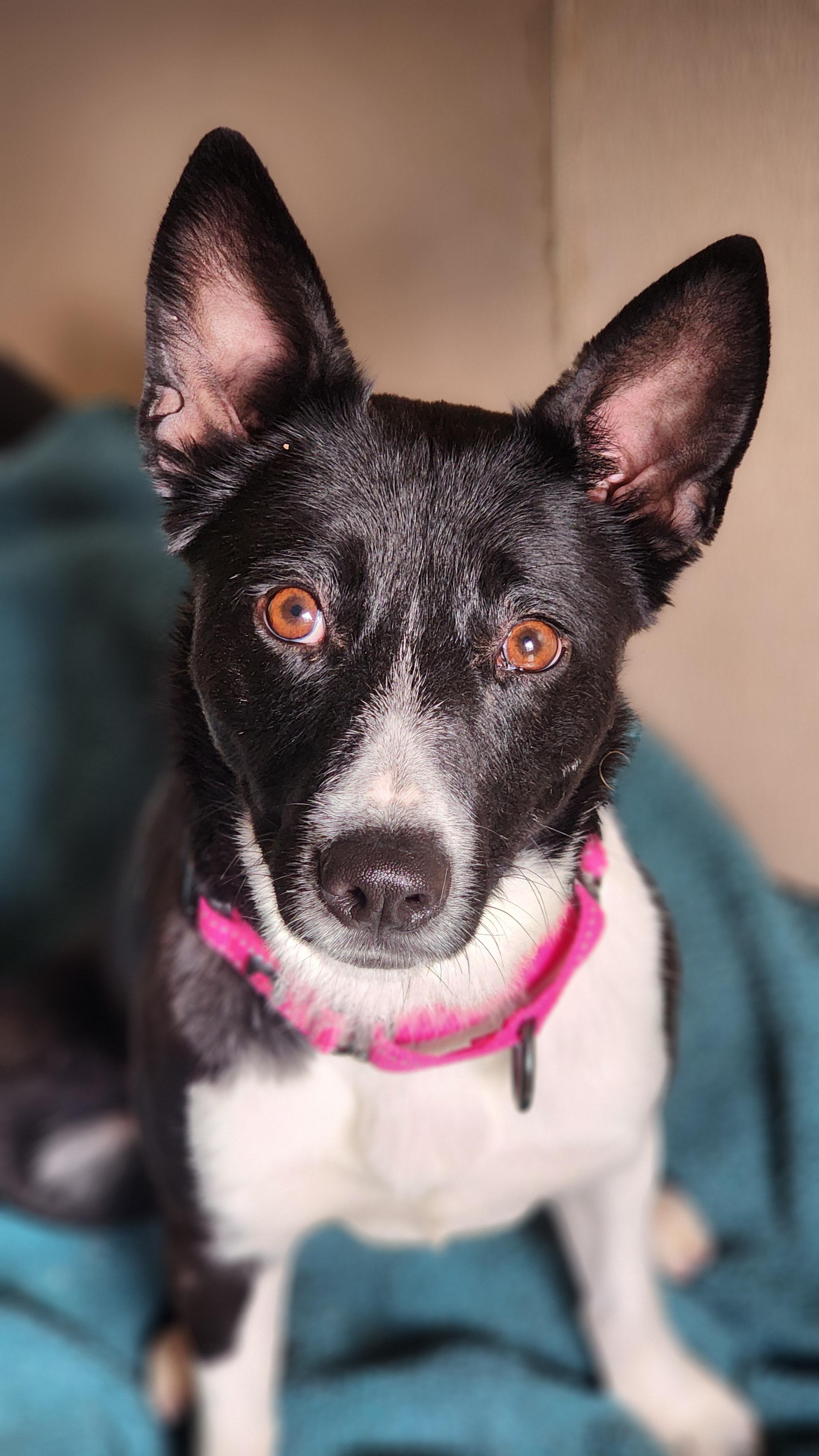 Enlarge Callie, a ADOPTABLE Border Collie in Jacksonville, OR image 1/5