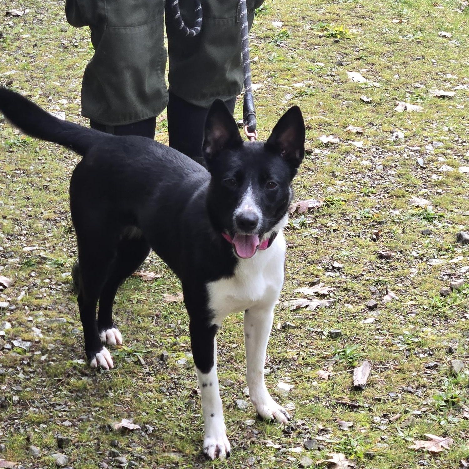 Enlarge Callie, a ADOPTABLE Border Collie in Jacksonville, OR image 4/5