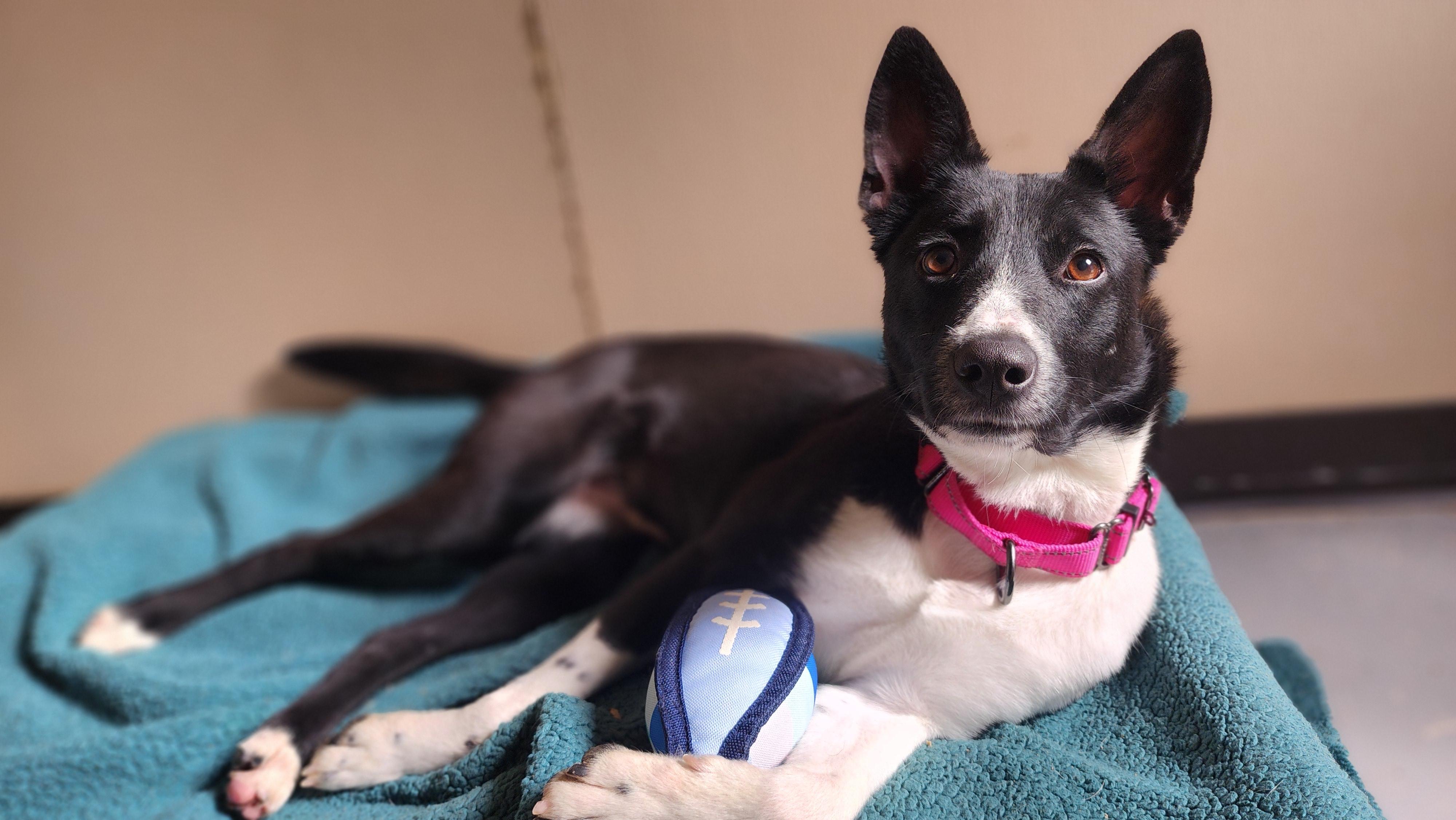 Enlarge Callie, a ADOPTABLE Border Collie in Jacksonville, OR image 3/5