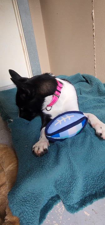 Enlarge Callie, a ADOPTABLE Border Collie in Jacksonville, OR video 5/5