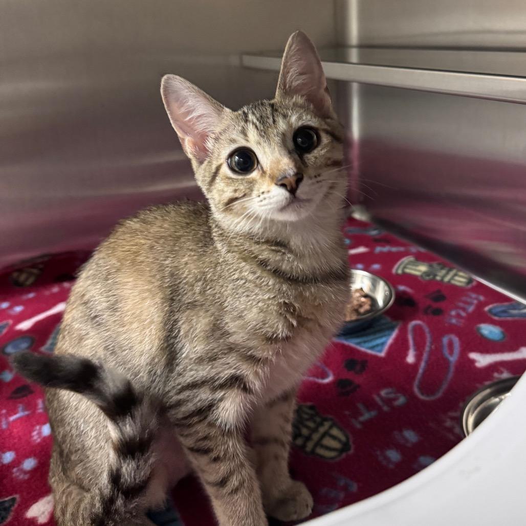 Nila 29901, Adoptable, Kitten Female Domestic Short Hair.