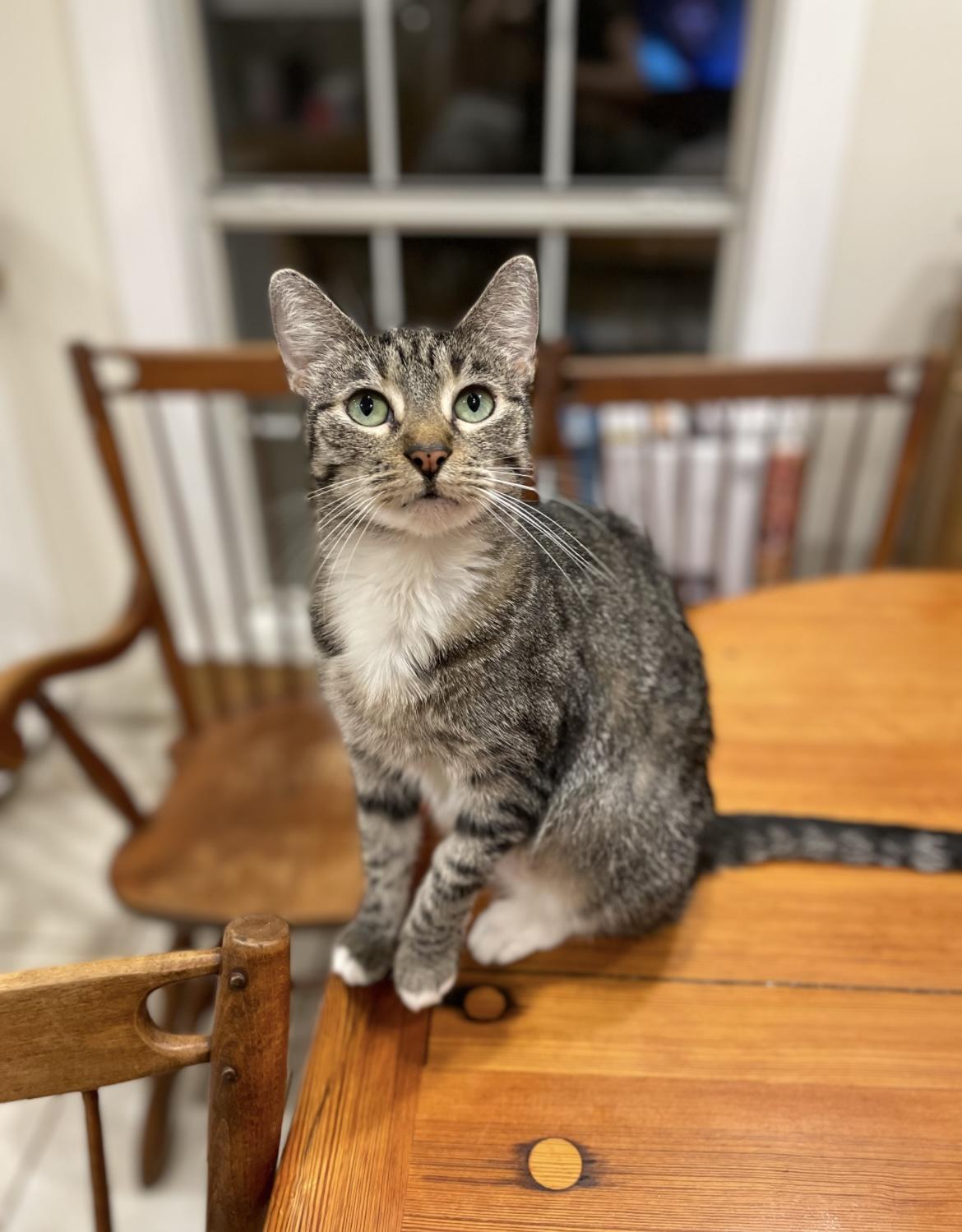 Enlarge Hermonie, a Adopted mixed breed in Oxford , MS image 4/6