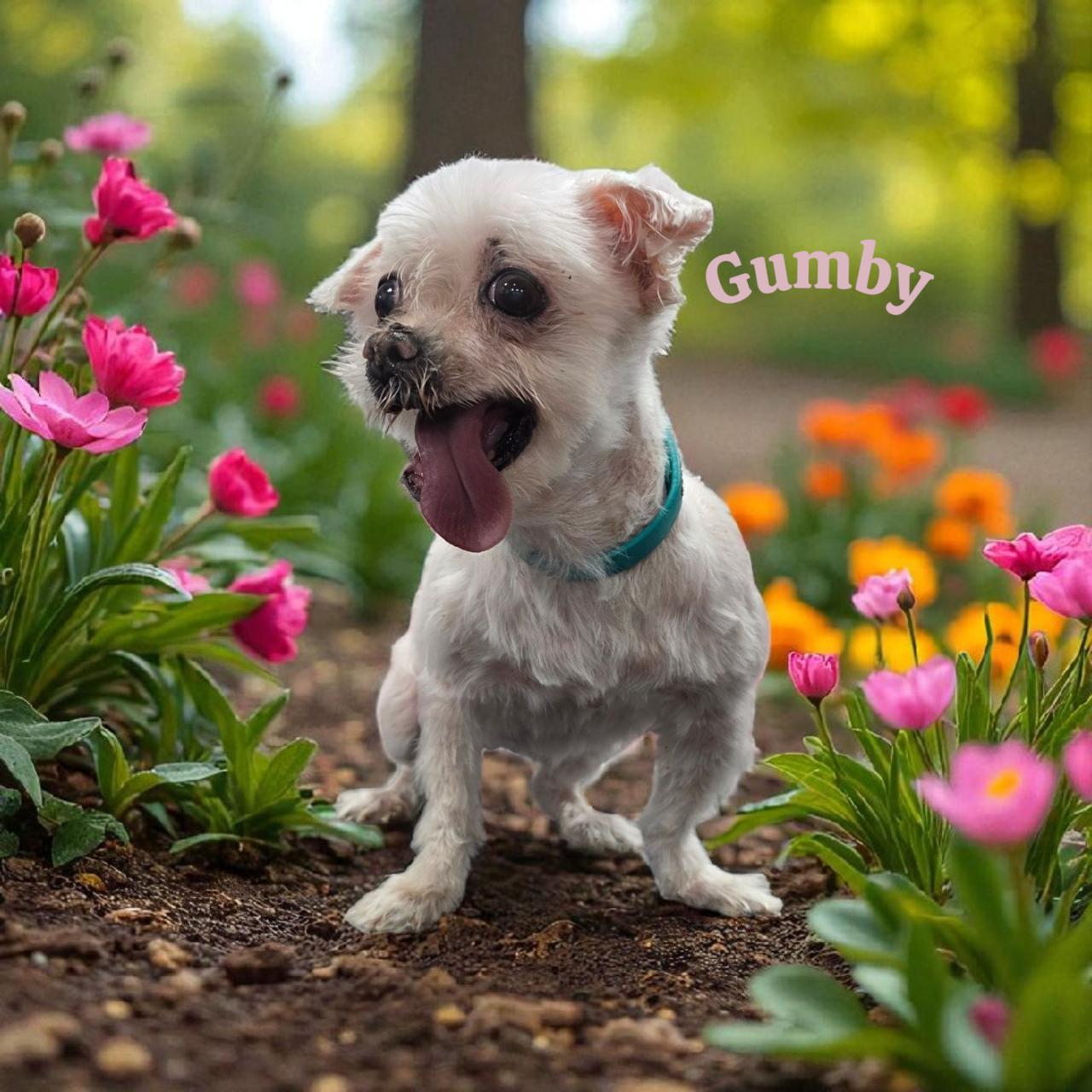 Gumby, Adoptable, Senior Female Maltese.