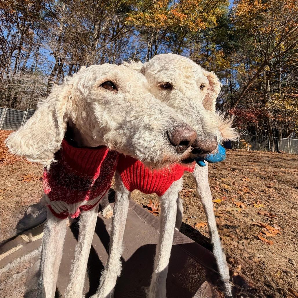Agneau & Gigot (Courtesy Posting), Adoptable, Adult Female Golden Retriever & Standard Poodle.