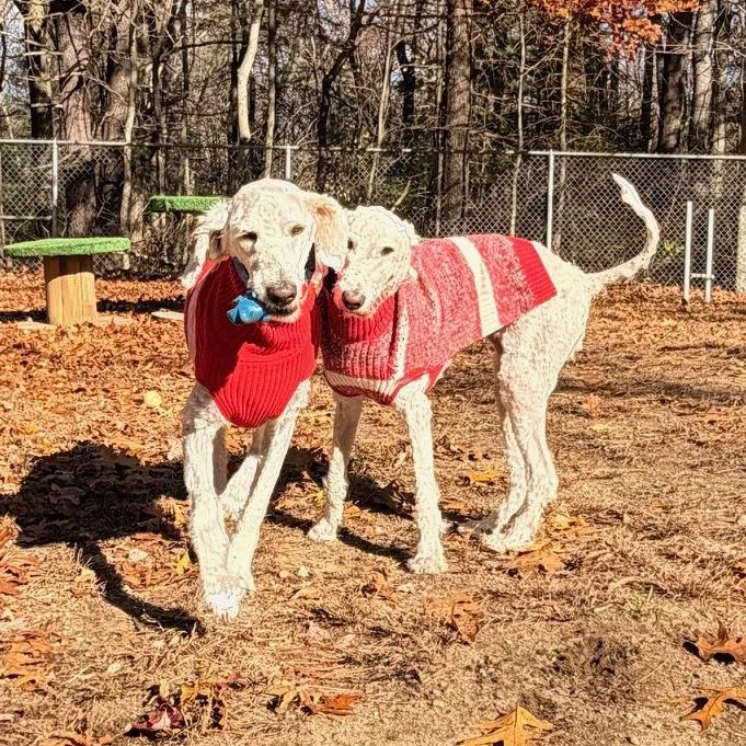 Enlarge Agneau & Gigot (Courtesy Posting), a Adoptable mixed breed in Hopkinton, MA image 2/3