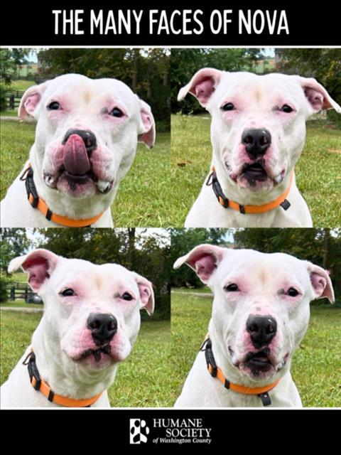 Enlarge NOVA, a Adoptable Pit Bull Terrier in Hagerstown, MD image 1/1