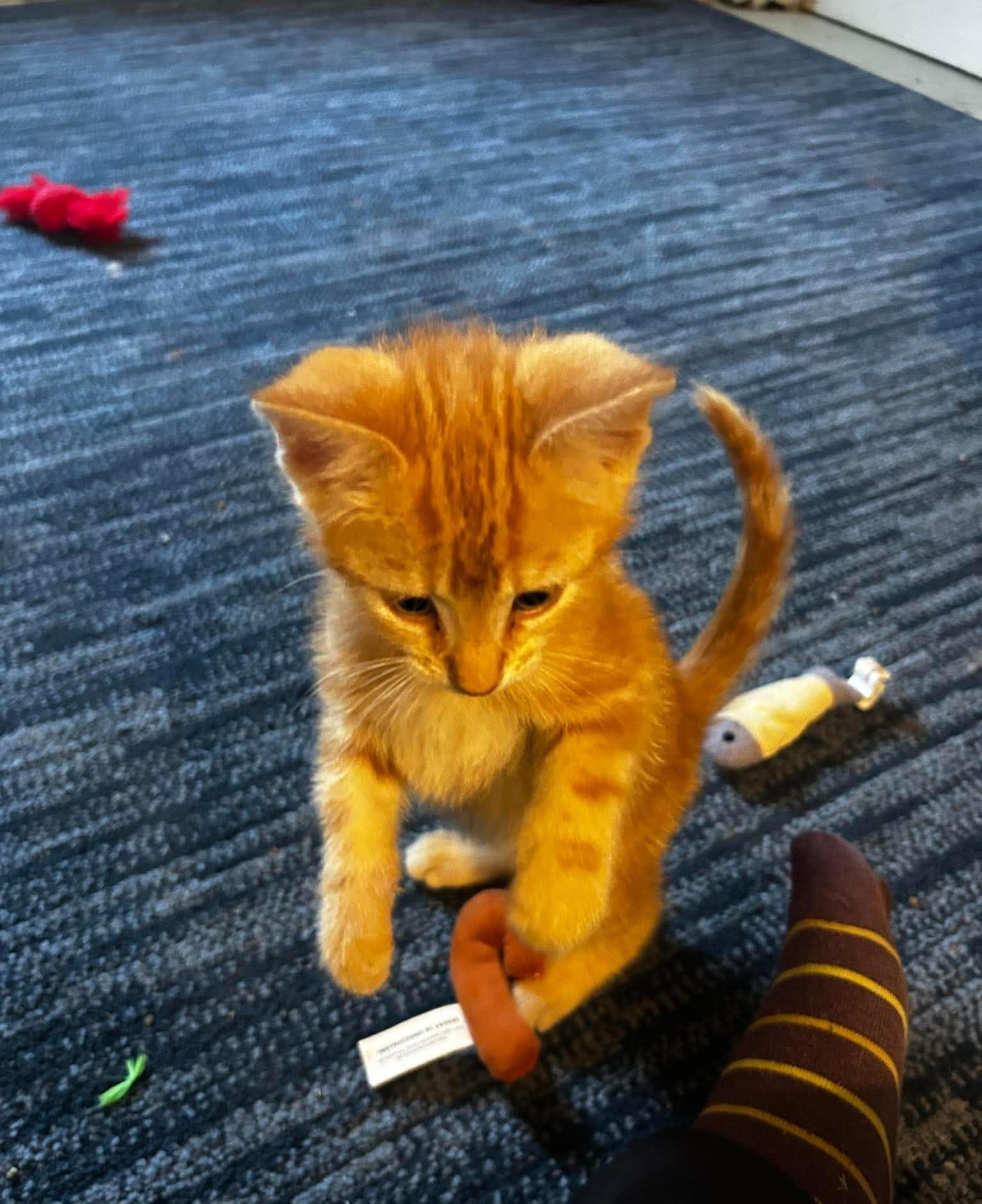 Enlarge Sherbet, an adopted Domestic Short Hair in Bloomsdale, MO image 6/6