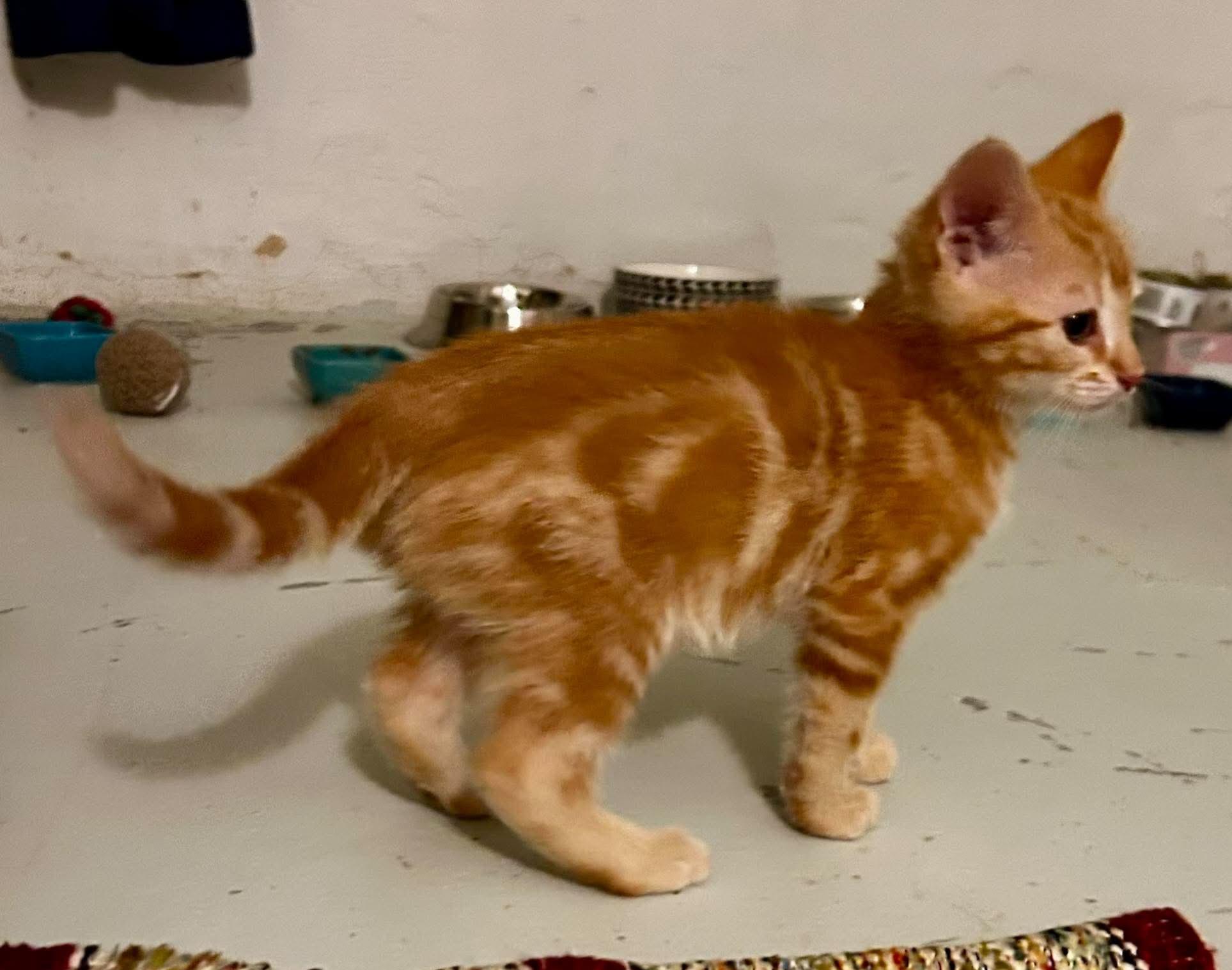 Enlarge Sherbet, an adopted Domestic Short Hair in Bloomsdale, MO image 2/6