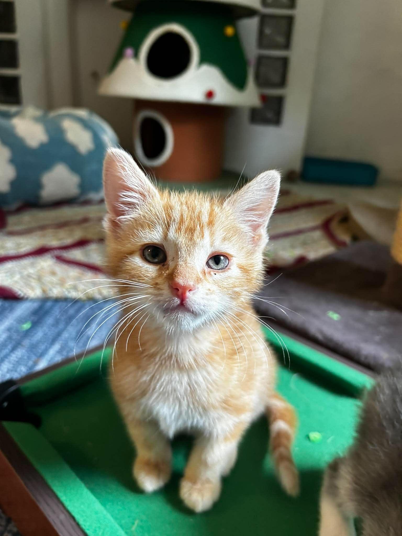 Sherbet, ADOPTABLE, Kitten Male Domestic Short Hair.