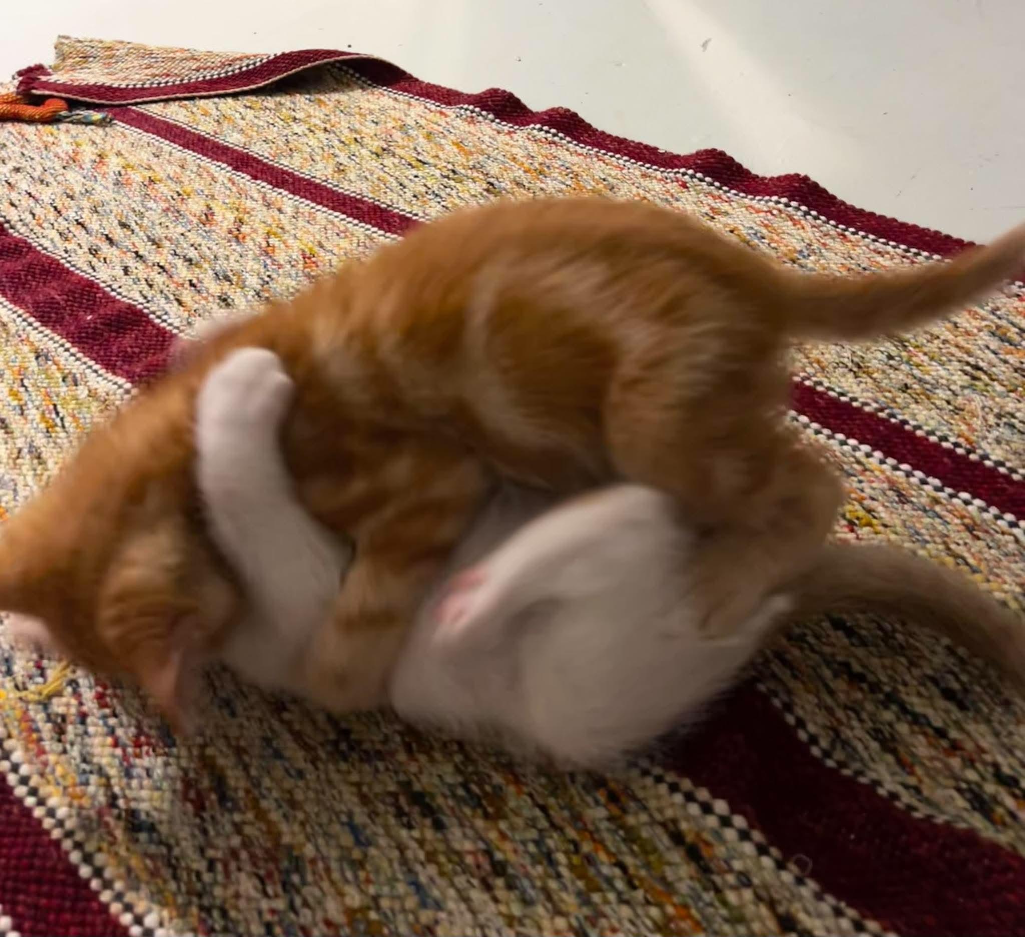 Enlarge Sherbet, an adopted Domestic Short Hair in Bloomsdale, MO image 5/6