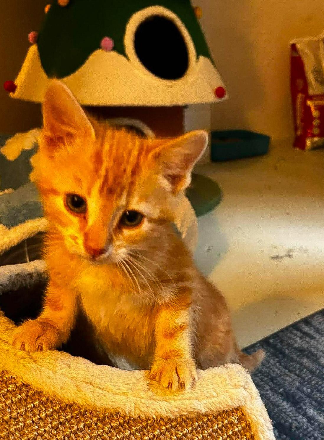 Enlarge Sherbet, an adopted Domestic Short Hair in Bloomsdale, MO image 4/6