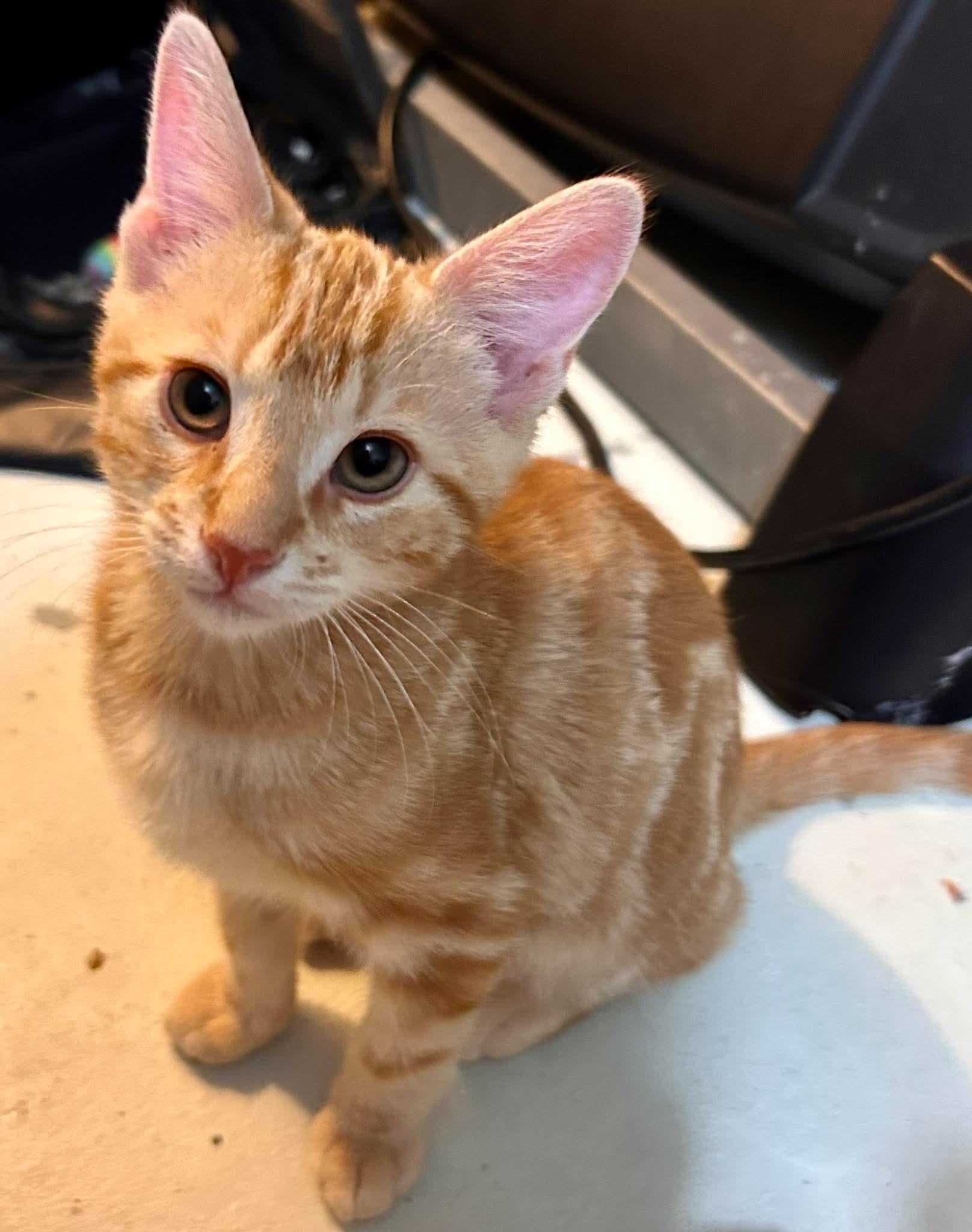 Enlarge Sherbet, an adopted Domestic Short Hair in Bloomsdale, MO image 1/6