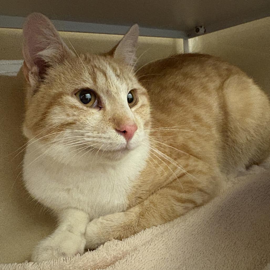 Stray Cat , ADOPTABLE, Adult Male Domestic Short Hair.