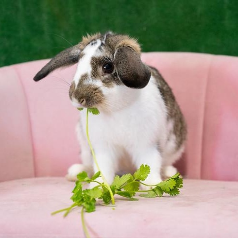 Mr Coffee, an adopted Mini Lop in Chicago, IL image 2/2