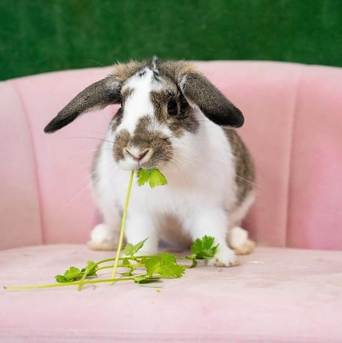 Mr Coffee, an adopted Mini Lop in Chicago, IL image 1/2
