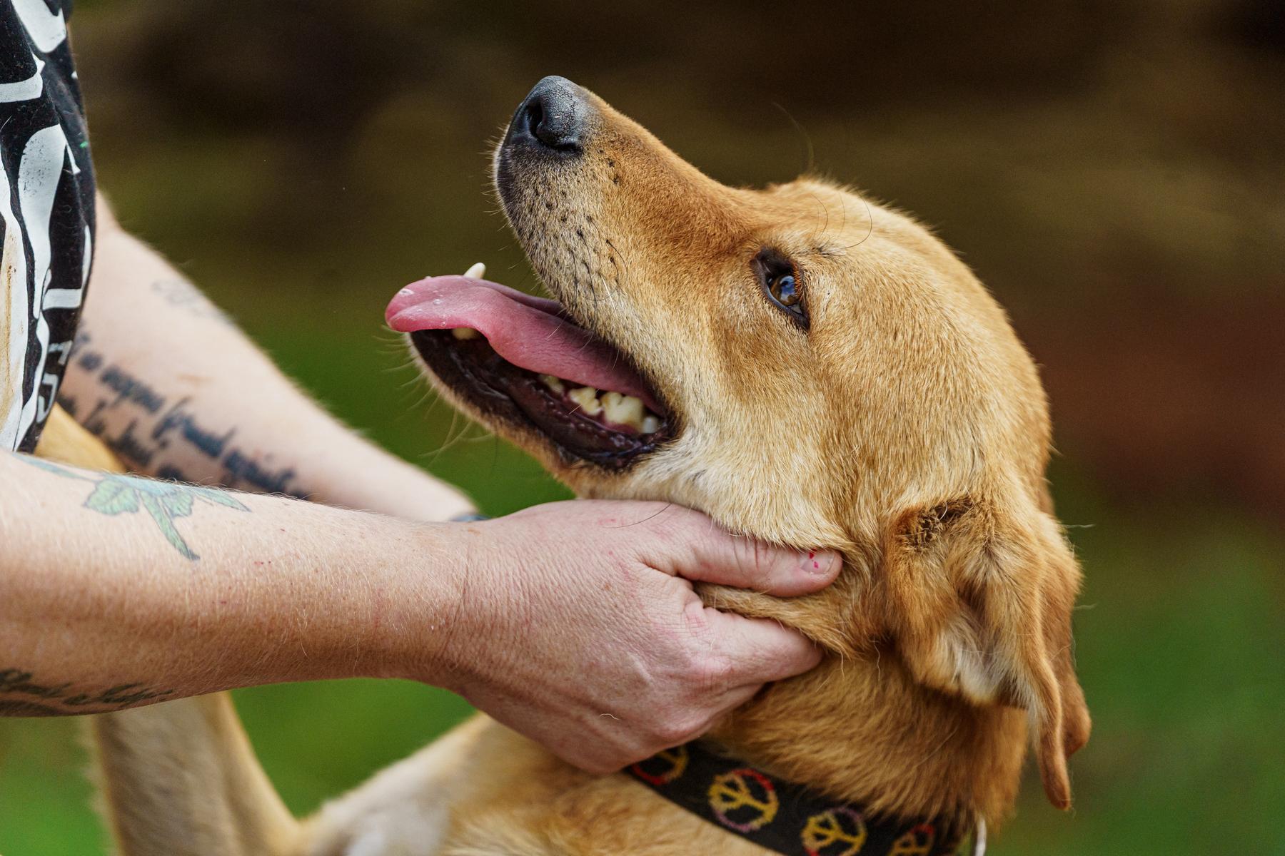 Enlarge Fanta, a Adoptable mixed breed in Marble Falls, TX image 1/6