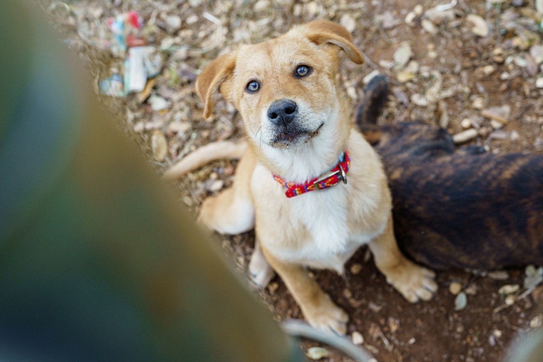 Fanta, an adoptable Labrador Retriever, Catahoula Leopard Dog in Marble Falls, TX, 78654 | Photo Image 2