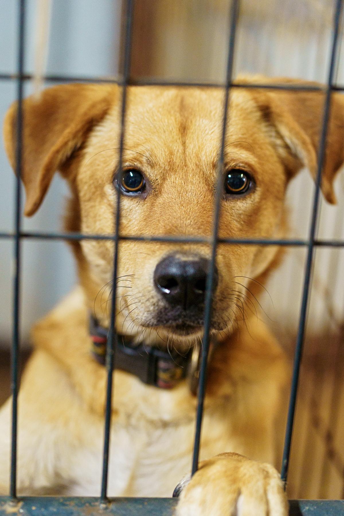 Enlarge Fanta, a Adoptable mixed breed in Marble Falls, TX image 4/6