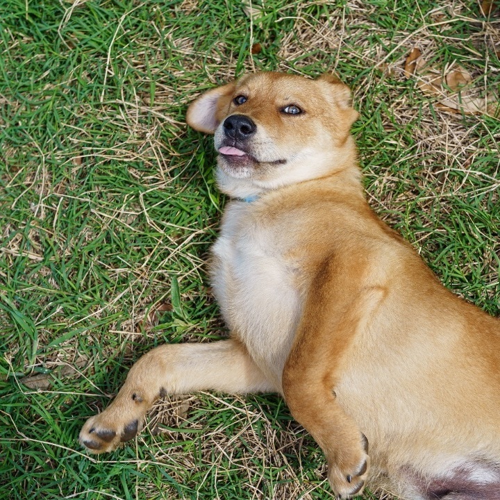 Enlarge Fanta, a Adoptable mixed breed in Marble Falls, TX image 5/6