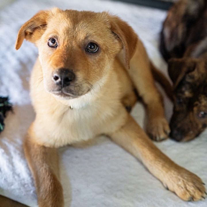 Enlarge Fanta, a Adoptable mixed breed in Marble Falls, TX image 6/6