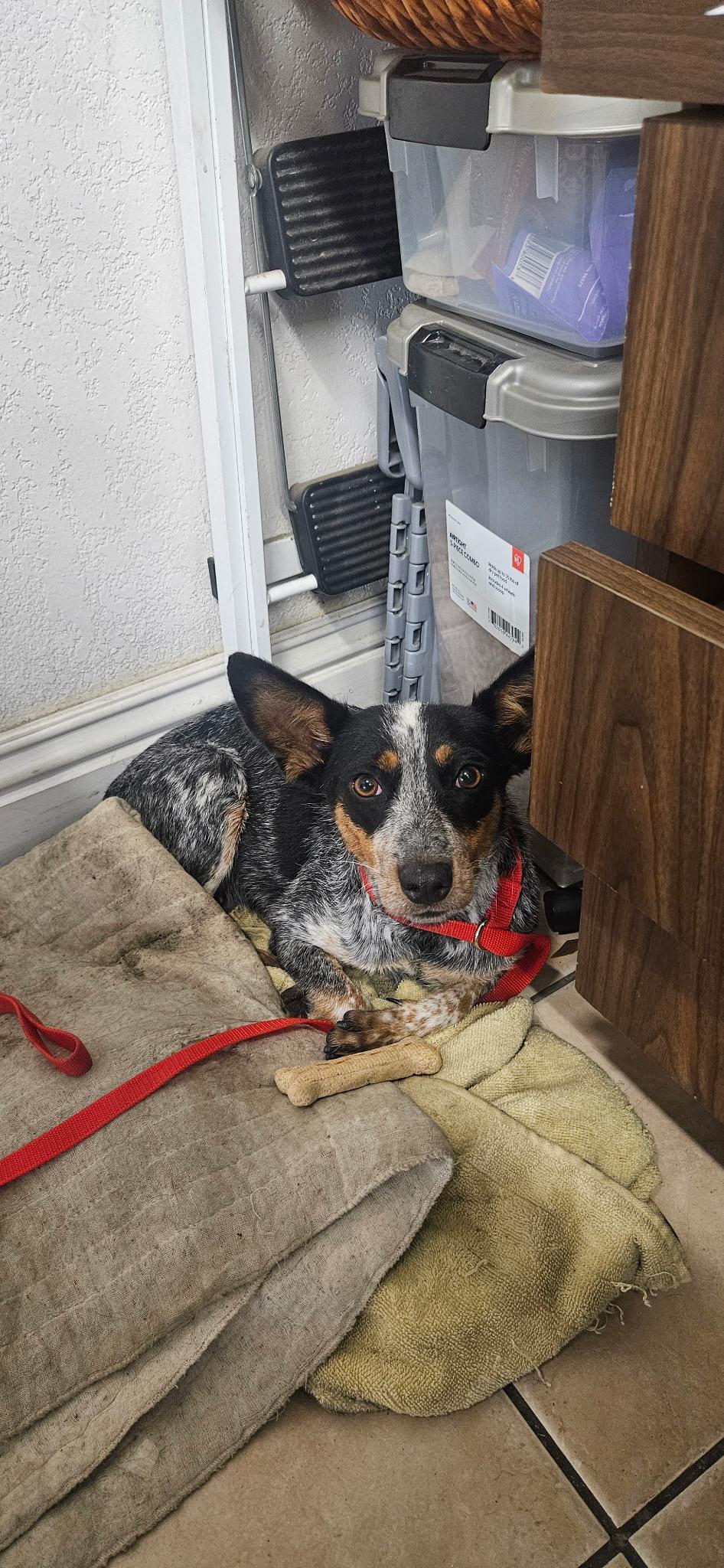 Enlarge Paige, a Adopted Australian Cattle Dog / Blue Heeler in Bremerton, WA image 3/6
