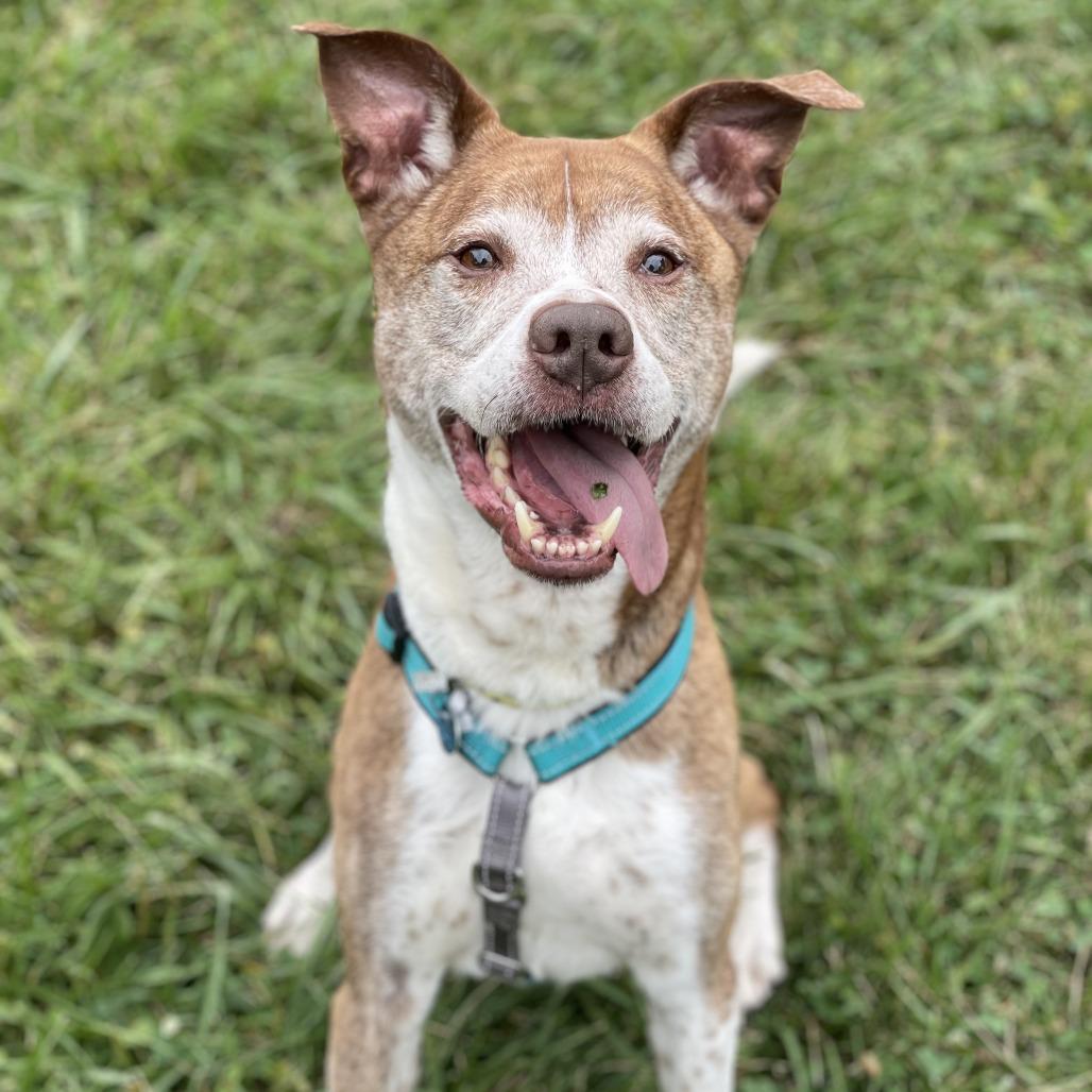 Enlarge Jasper, a Adoptable mixed breed in South Burlington, VT image 1/5