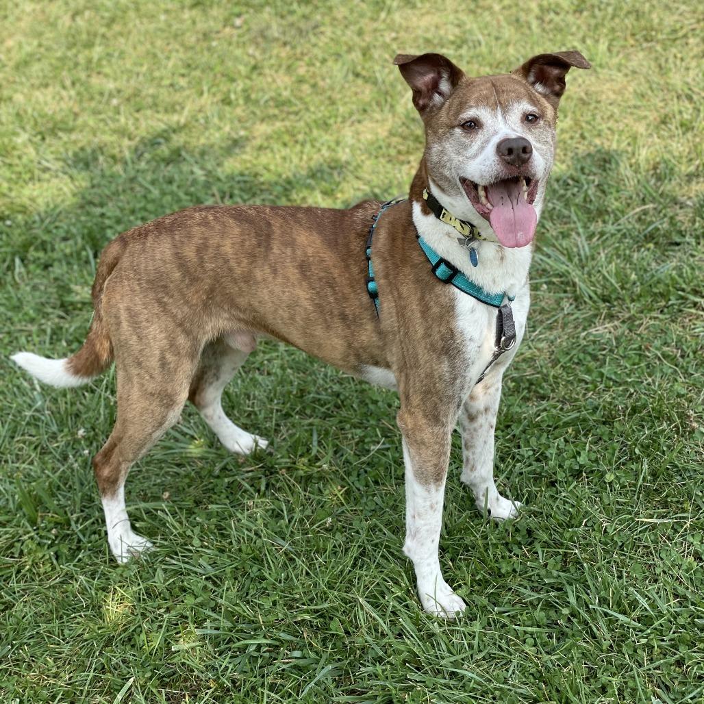 Enlarge Jasper, a Adoptable mixed breed in South Burlington, VT image 2/5