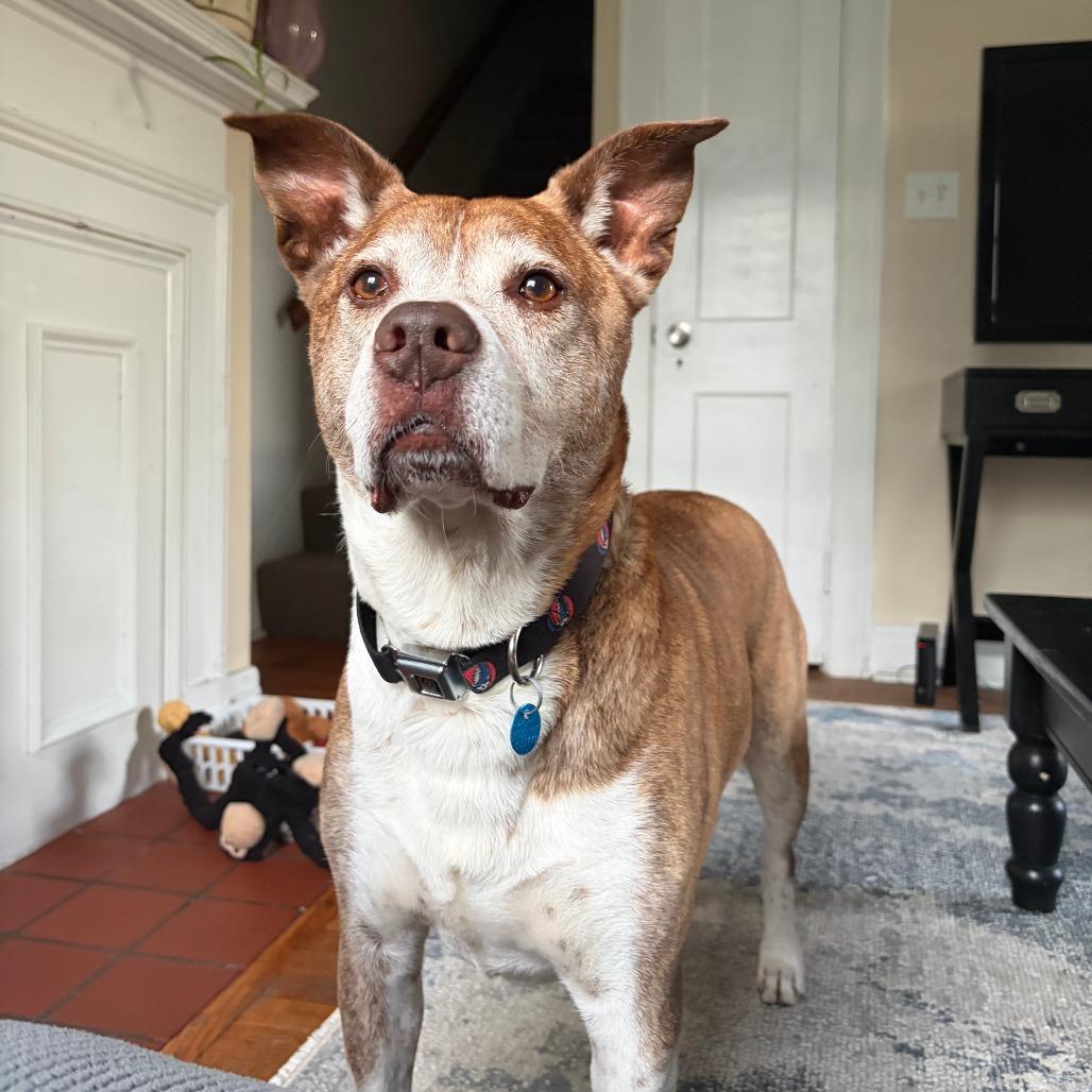 Enlarge Jasper, a Adoptable mixed breed in South Burlington, VT image 3/5