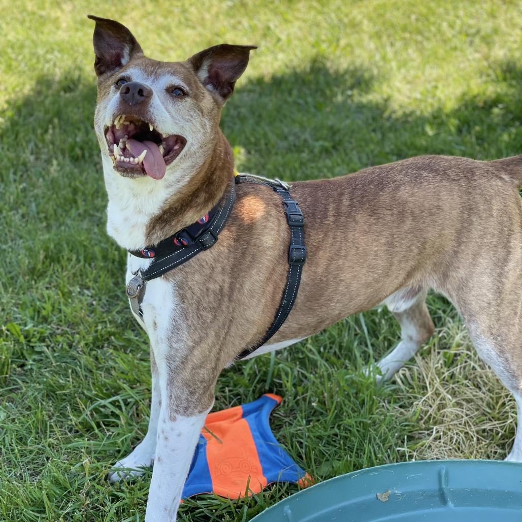 Enlarge Jasper, a Adoptable mixed breed in South Burlington, VT image 4/5