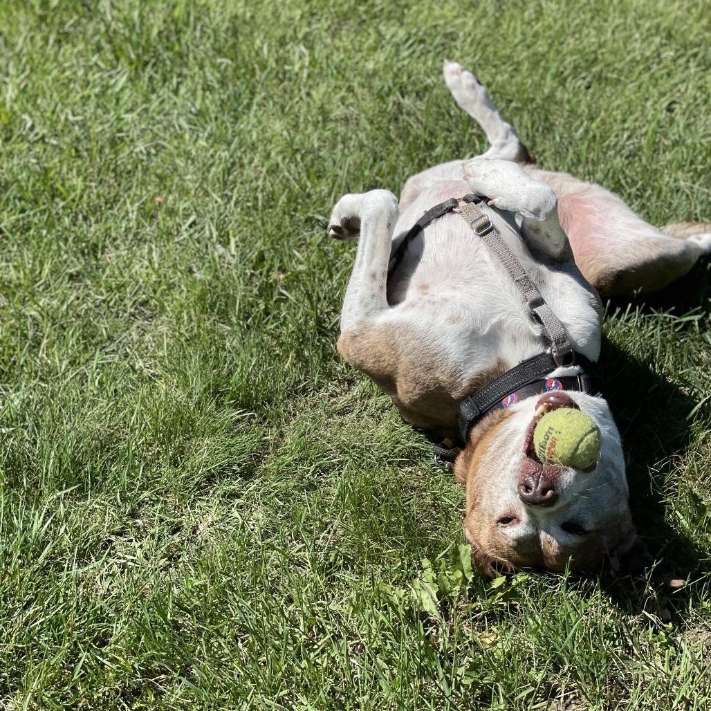 Enlarge Jasper, a Adoptable mixed breed in South Burlington, VT image 5/5