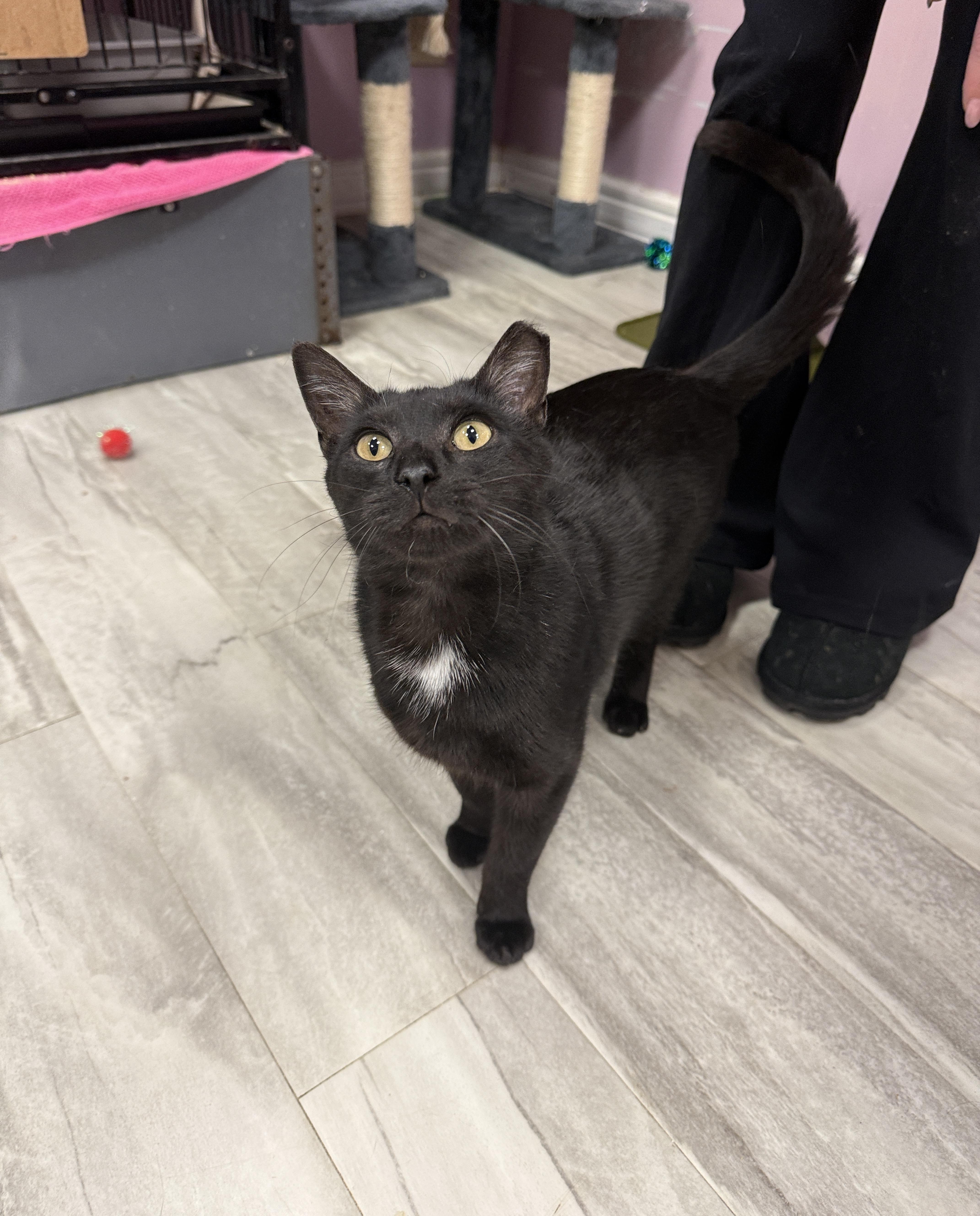 Peanut , ADOPTABLE, Adult Male Domestic Short Hair.