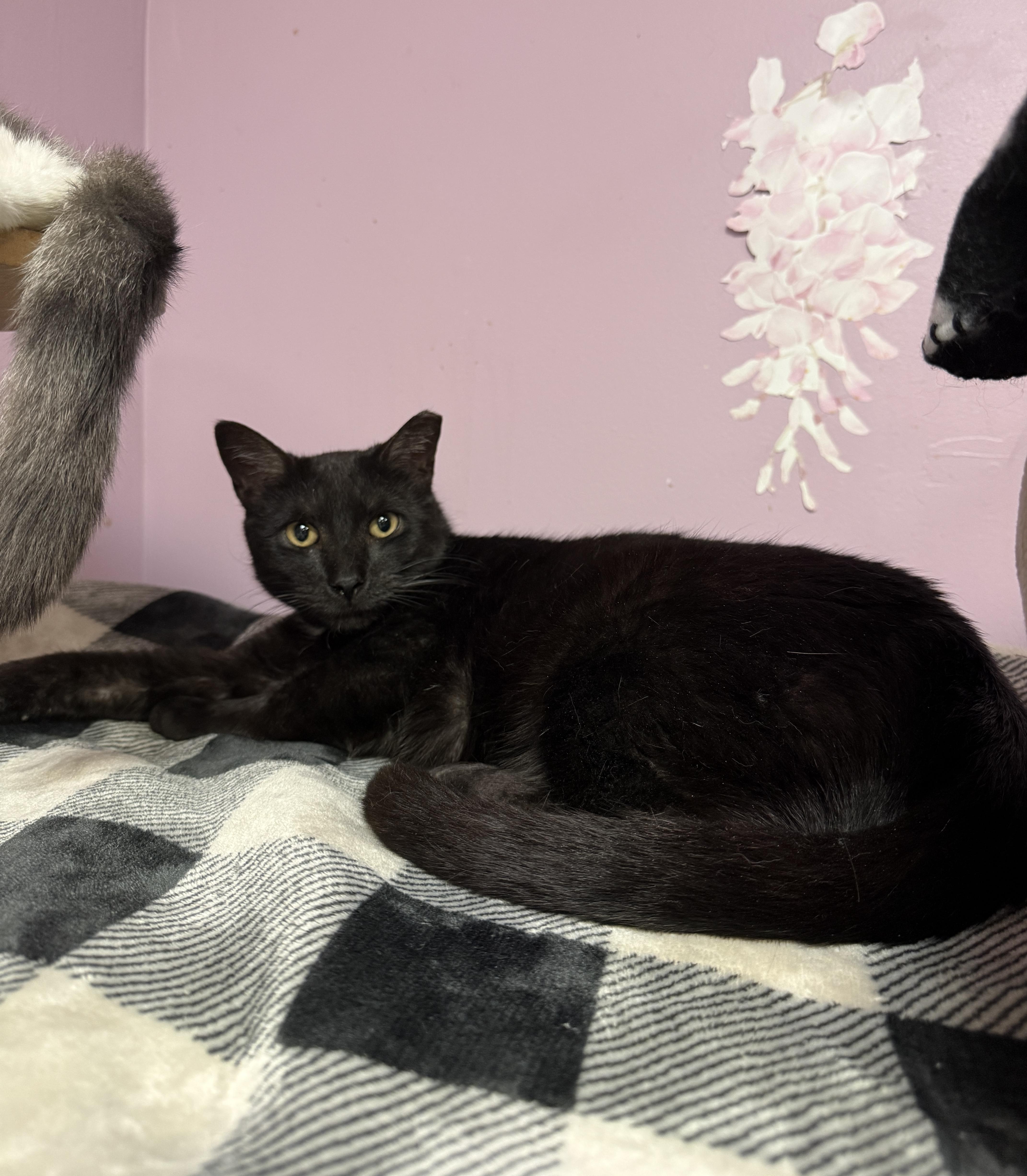 Enlarge Peanut , a ADOPTABLE Domestic Short Hair in Freeport, NY image 2/2