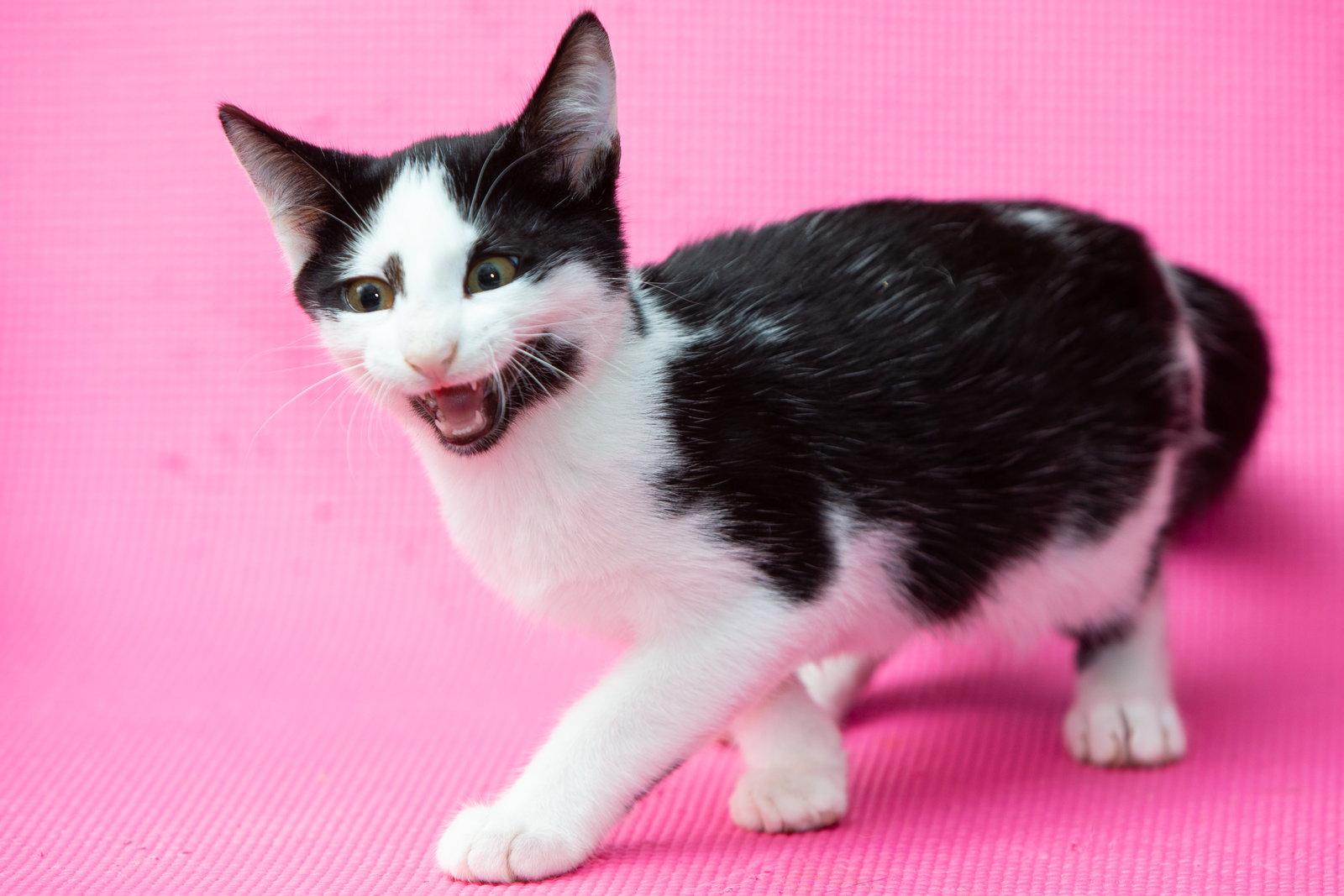 Chip, Adoptable, Kitten Male Domestic Short Hair.