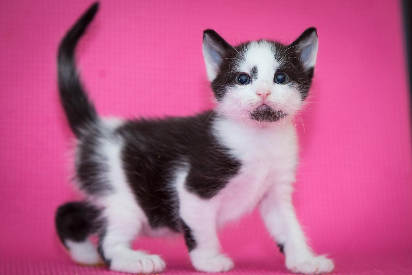 Enlarge Chip, a Adoptable Domestic Short Hair in Enterprise, FL image 2/3