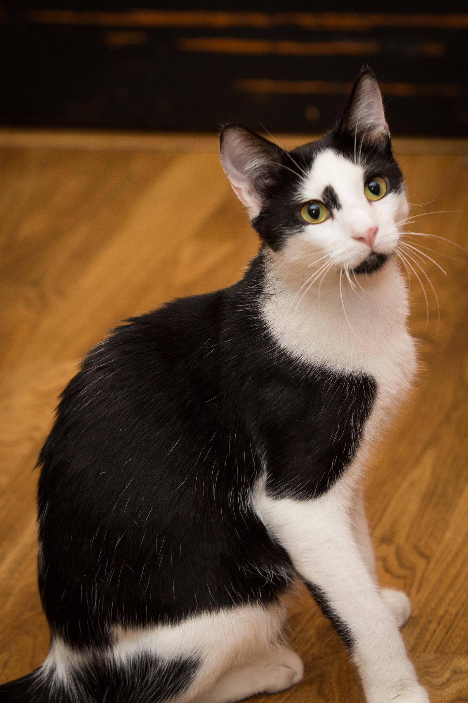 Enlarge Chip, a Adoptable Domestic Short Hair in Enterprise, FL image 3/3