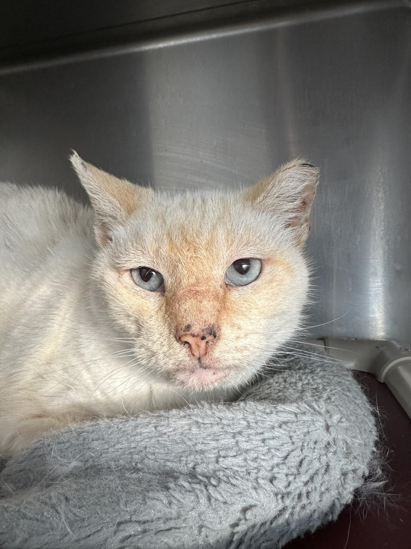 Enlarge Flame, a Adopted Domestic Short Hair in Bonner Springs, KS image 1/1