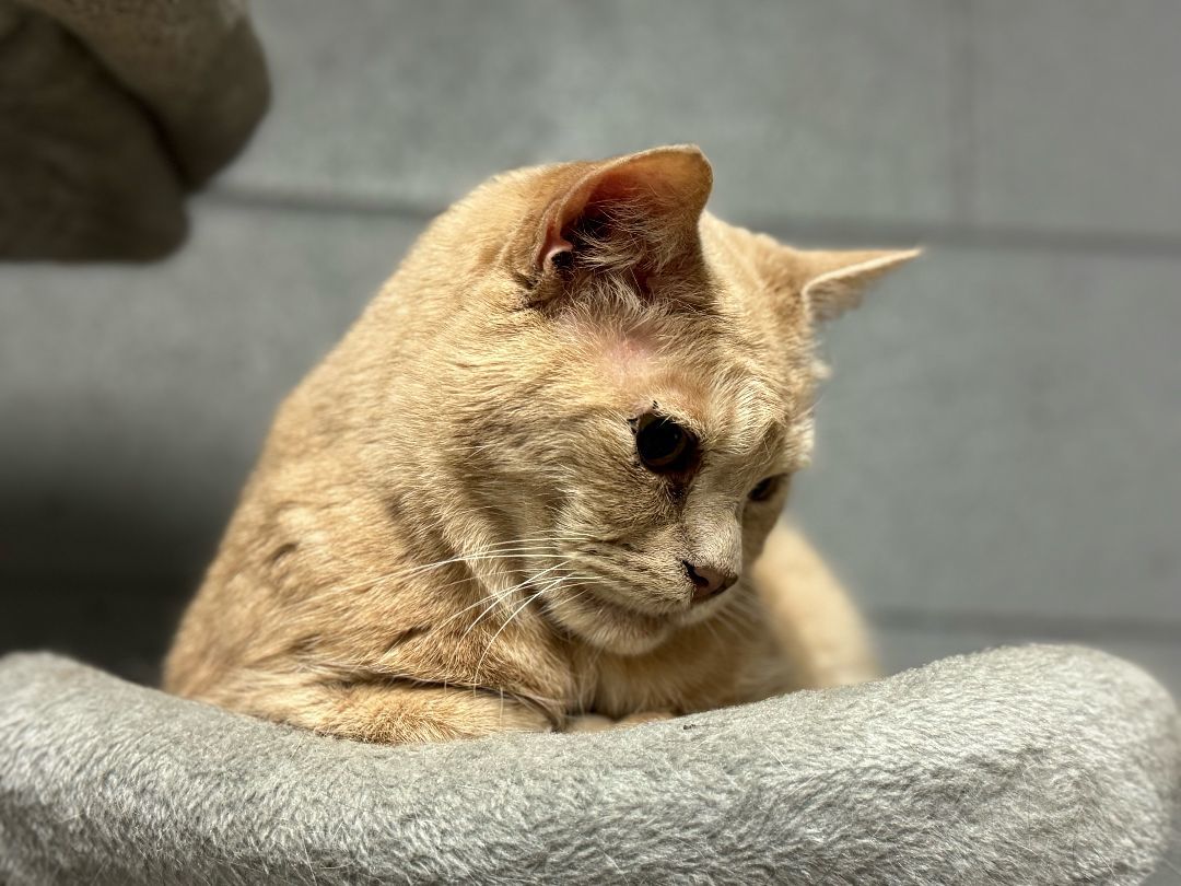 Enlarge Bobby, a Adoptable Tabby in Emporia, VA image 1/2