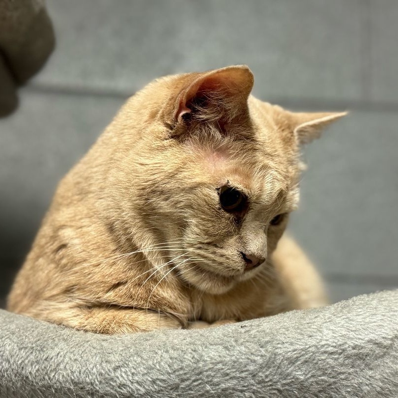 Enlarge Bobby, a Adoptable Tabby in Emporia, VA image 2/2