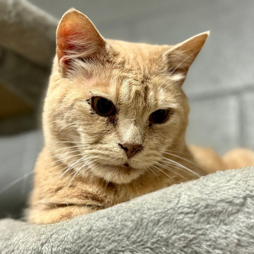 Enlarge Bobby, a Adoptable Tabby in Emporia, VA image 1/2