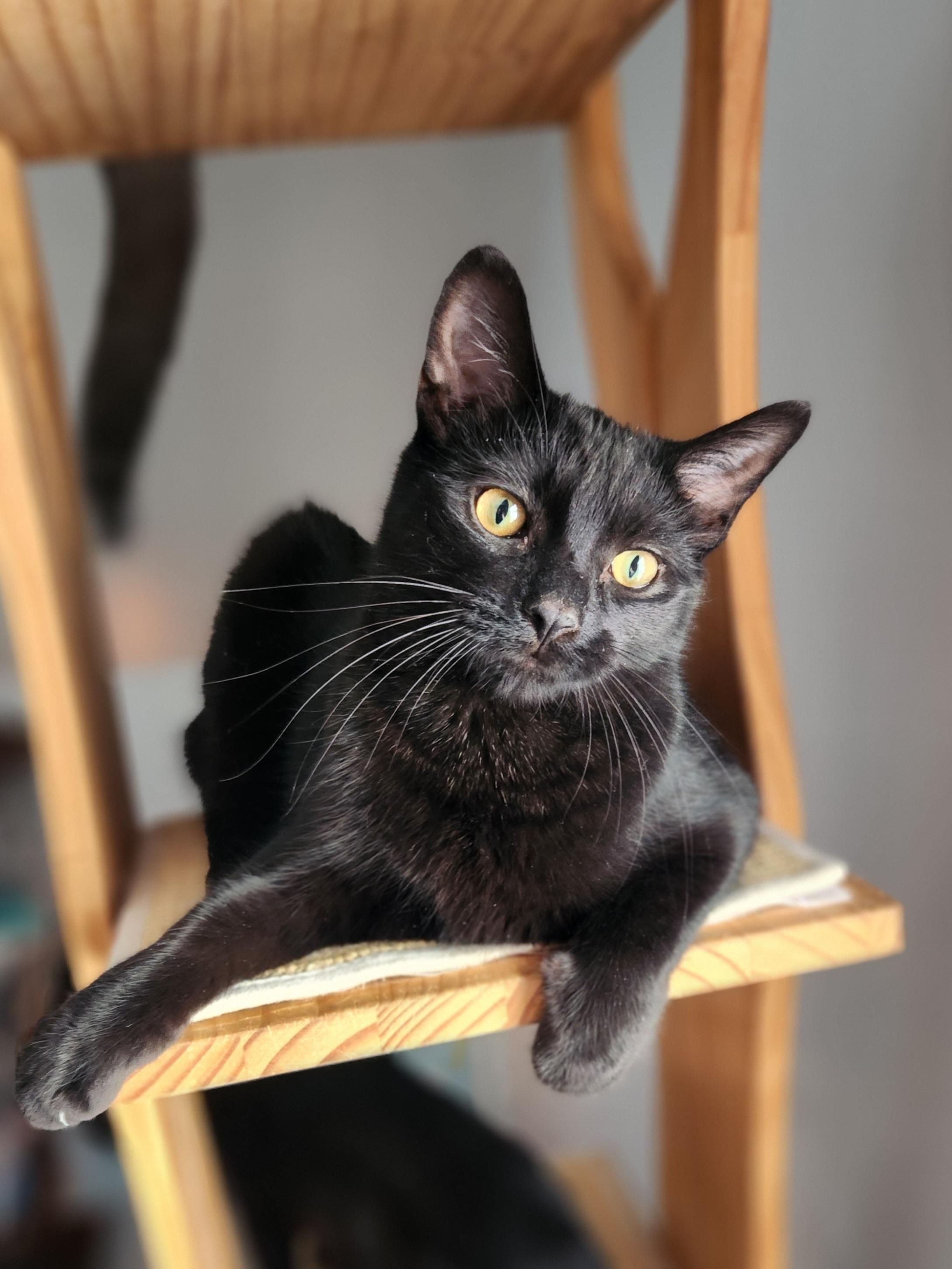 Enlarge Fury - Bonded with T'Challa, a Adoptable Domestic Short Hair in Clawson, MI image 1/1