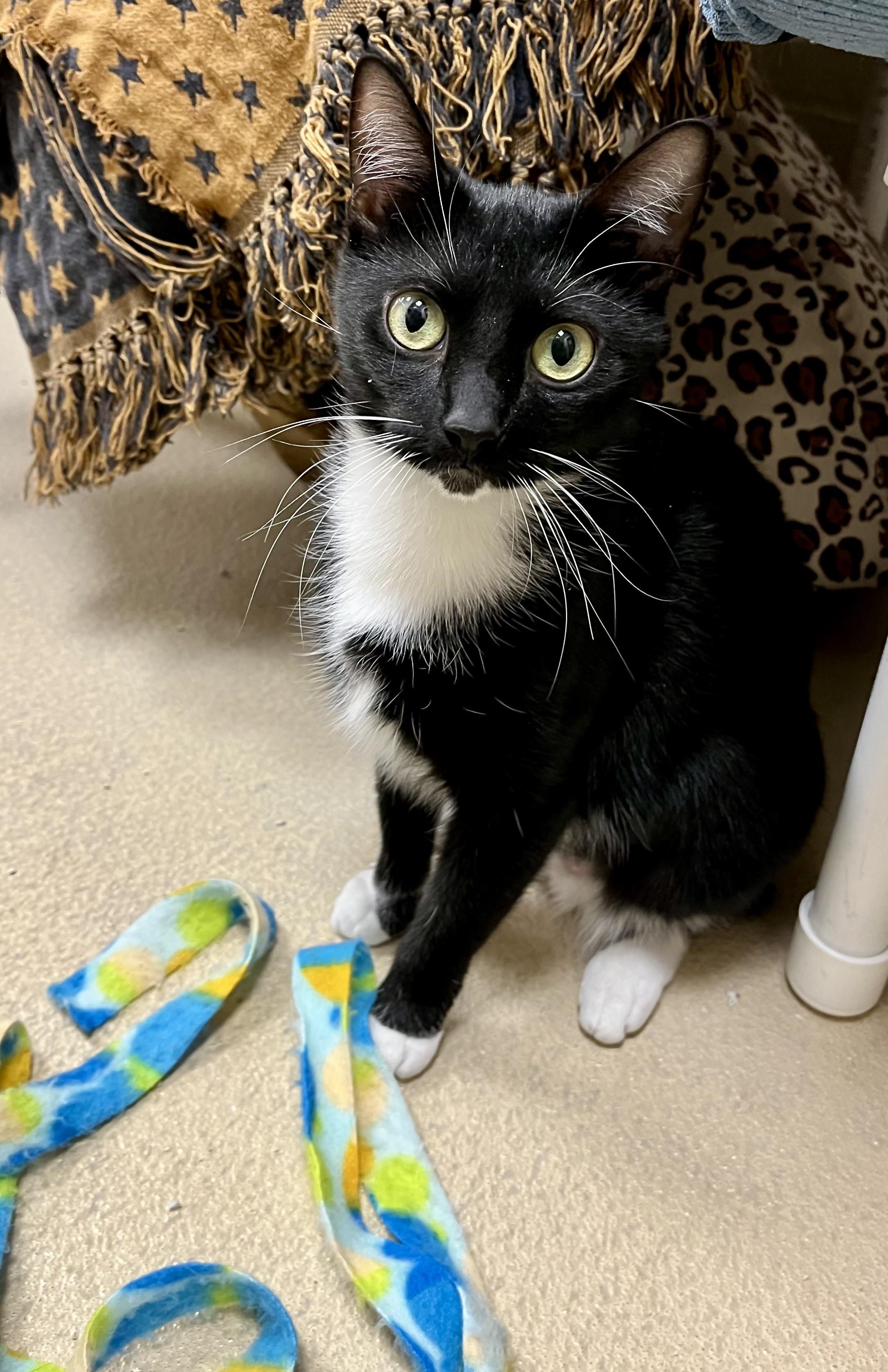 Penelope, Adoptable, Young Female Domestic Short Hair.