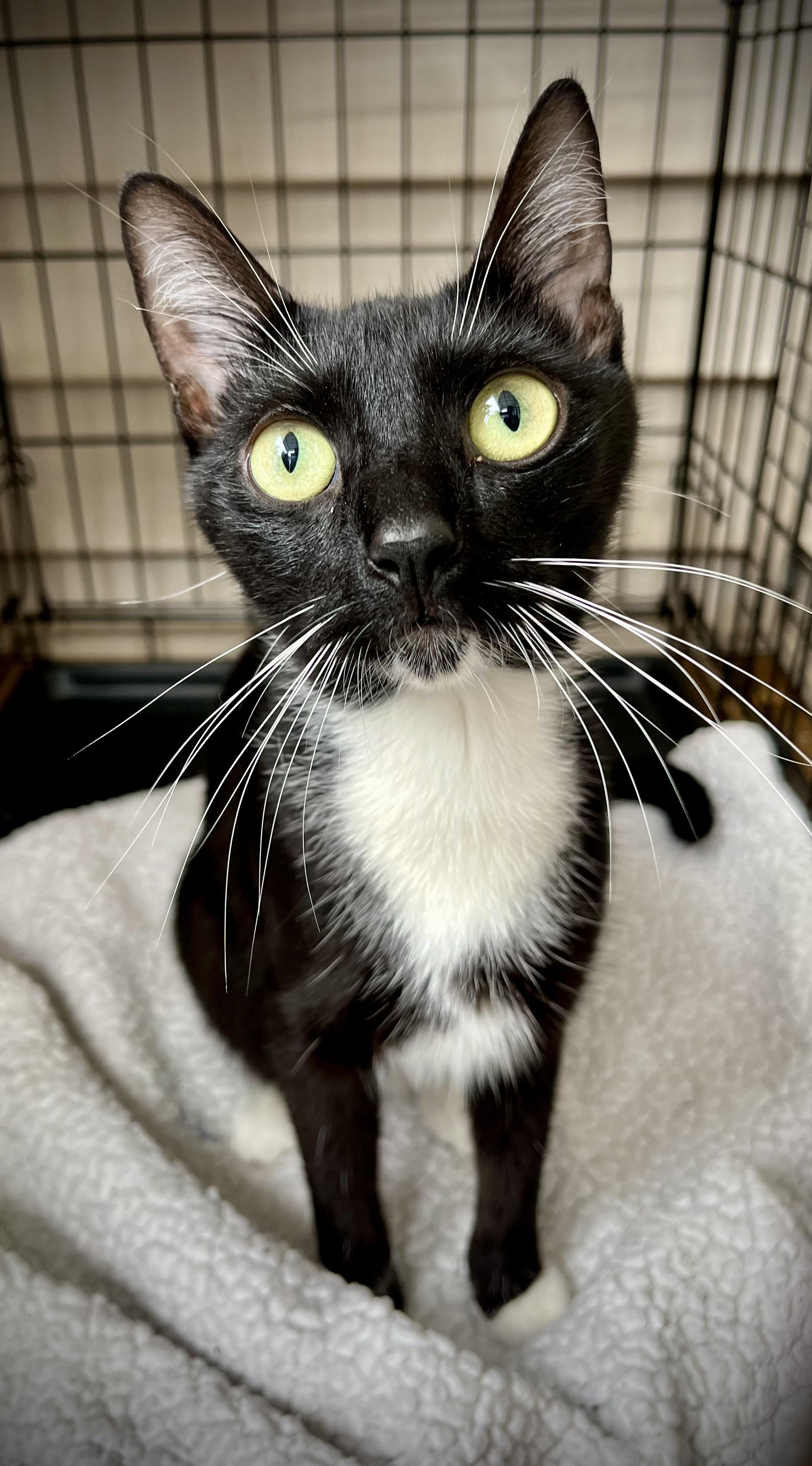 Enlarge Penelope, a Adoptable Domestic Short Hair in Greenwich, CT image 2/2