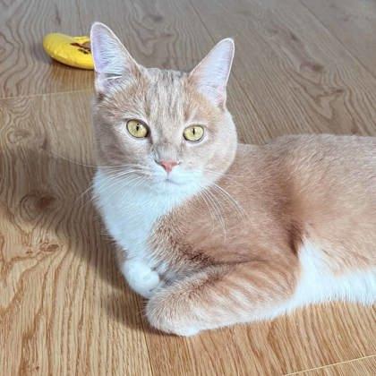 Mr. Handsome, Adoptable, Adult Male Domestic Short Hair.