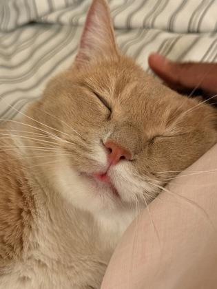 Enlarge Mr. Handsome, a Adoptable mixed breed in Atlanta, GA image 2/3