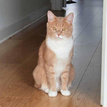 Enlarge Mr. Handsome, a Adoptable mixed breed in Atlanta, GA image 3/3