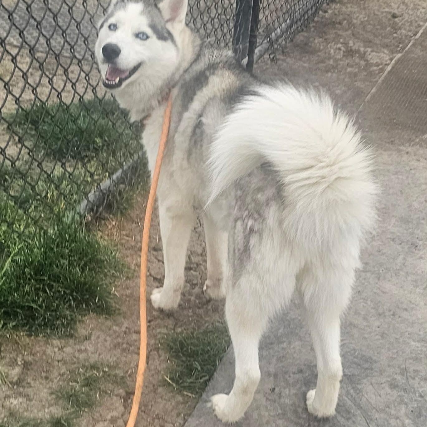 Paloma, a ADOPTABLE Husky in Minooka, IL image 3/5