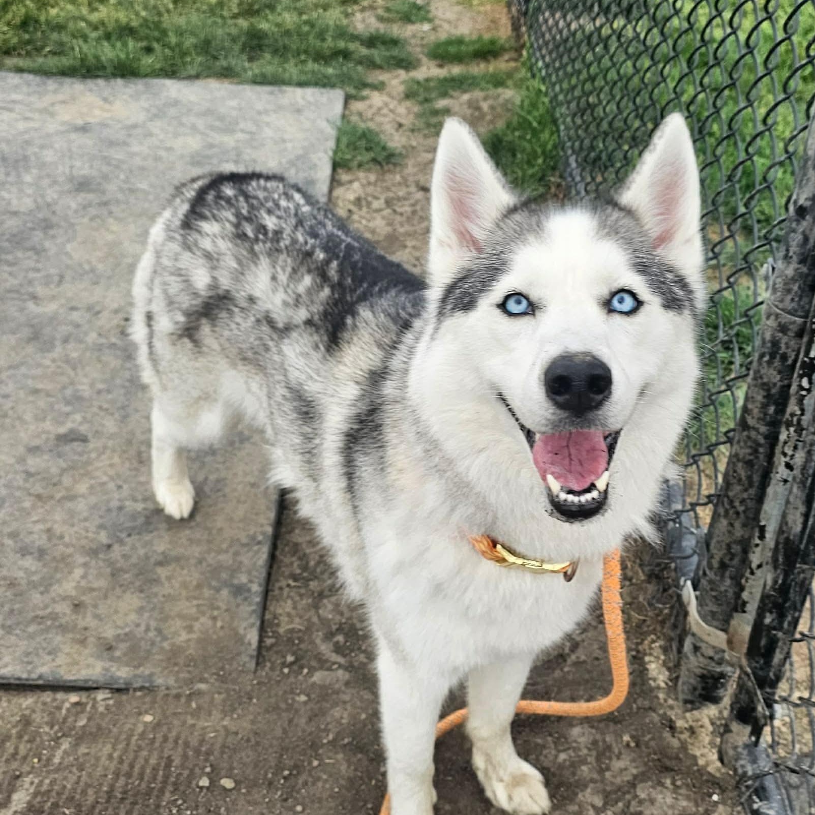 Paloma, ADOPTABLE, Young Female Husky.