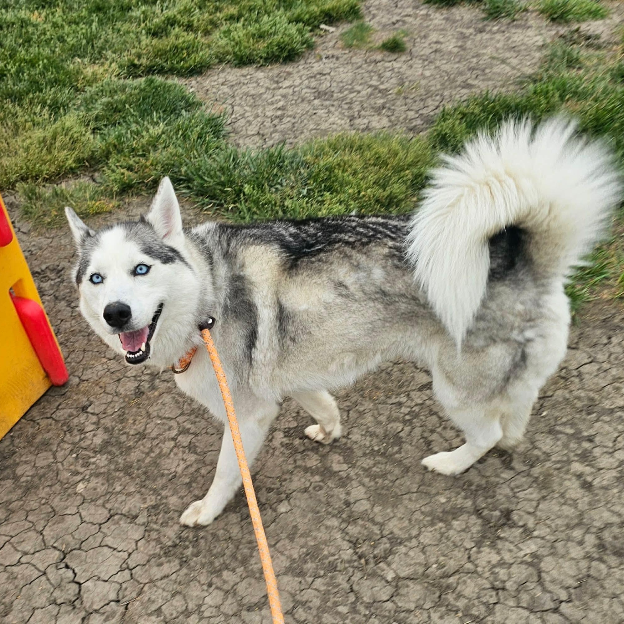 Paloma, a ADOPTABLE Husky in Minooka, IL image 4/5