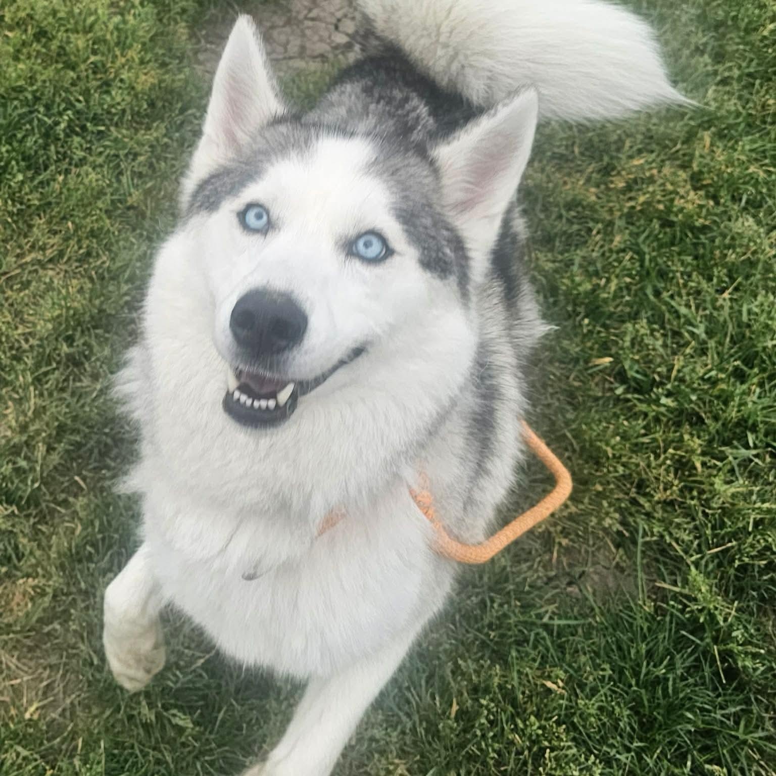 Paloma, a ADOPTABLE Husky in Minooka, IL image 2/5